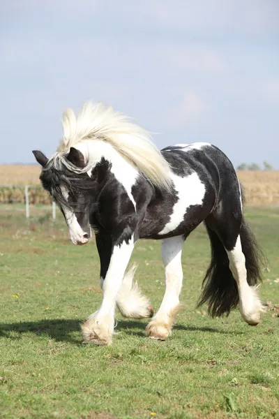 Gorgeous stallion with long flying mane — Stock Photo, Image