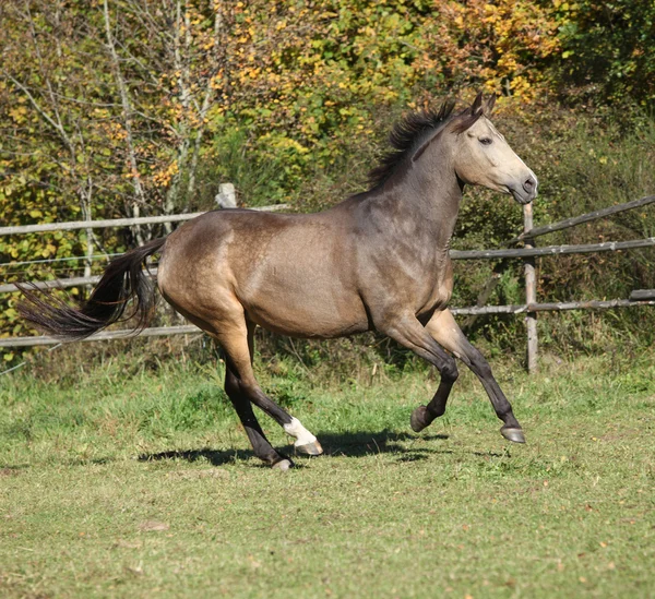 Ωραίο kinsky άλογο τρέχοντας το φθινόπωρο — Φωτογραφία Αρχείου