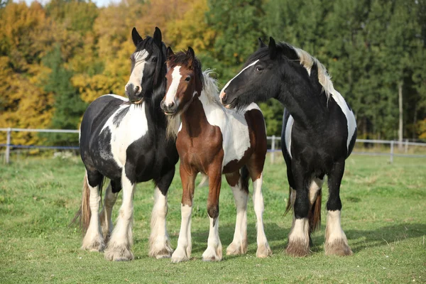 Beautiful irish cobs on autumn pasturage — Φωτογραφία Αρχείου