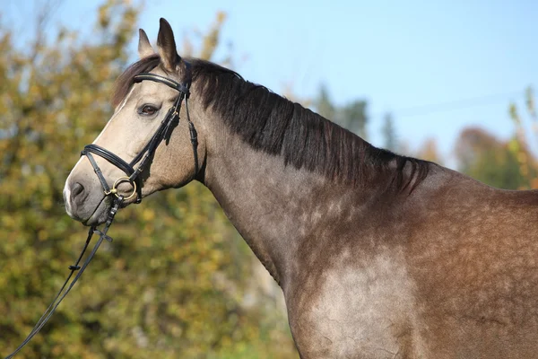 Portret van mooie kinsky paard met hoofdstel in de herfst — Stockfoto