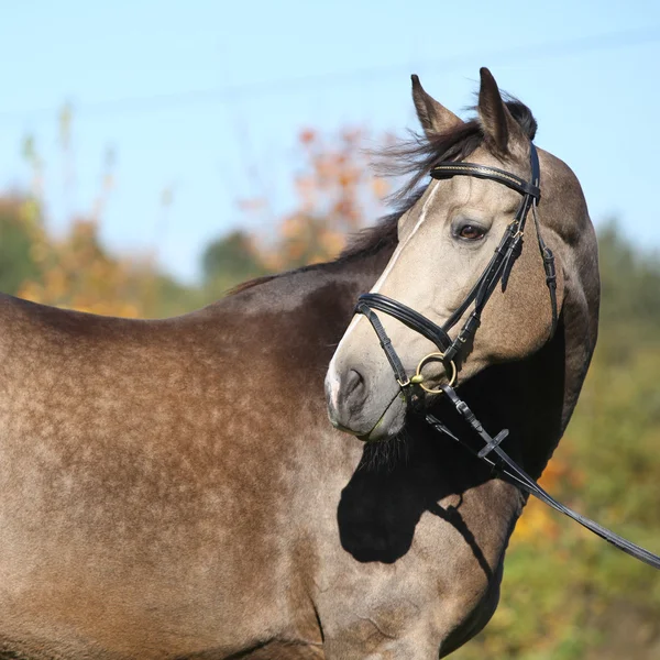 Porträtt av trevlig kinsky häst med betsel i höst — Stockfoto