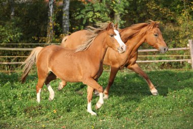 sonbahar otlak üzerinde çalışan iki ponnies