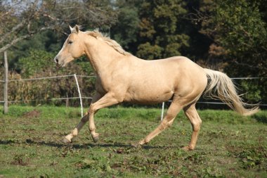 Palomino çeyrek at otlak üzerinde çalışan