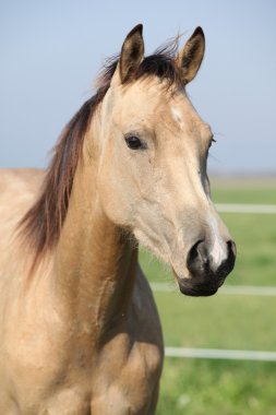 Sana bakarken güzel palomino at