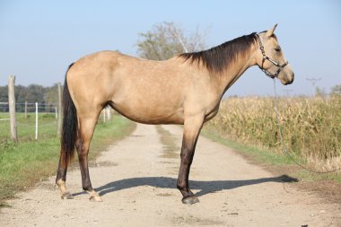 güzel palomino at