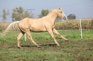 Palomino çeyrek at otlak üzerinde çalışan