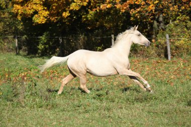 sonbahar aylarında çalışan güzel palomino tayı