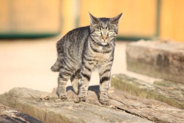 Sana bakmak genç kedi