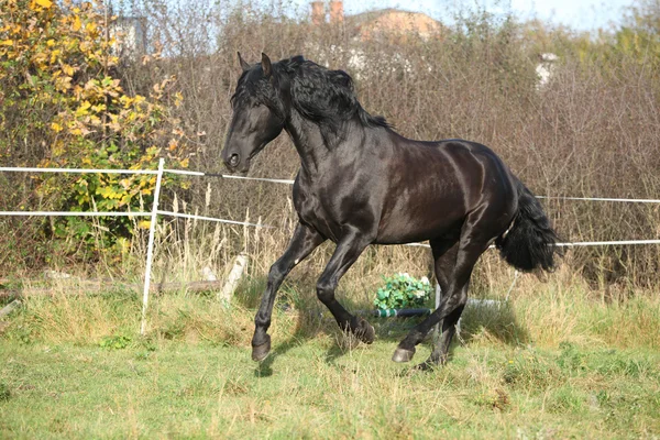 Bonito semental andaluz corriendo sobre pastizales —  Fotos de Stock