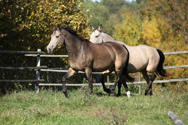 Δύο άλογα που τρέχουν για βοσκή — Φωτογραφία Αρχείου
