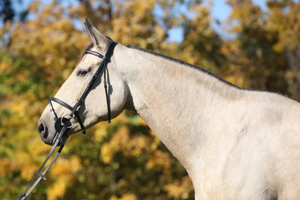 Porträtt av trevlig kinsky häst med betsel i höst — Stockfoto