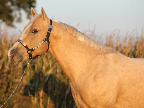 Joli cheval palomino au coucher du soleil — Photo