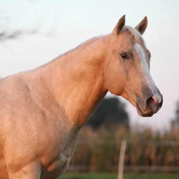 Гарний паломницький кінь на заході сонця — стокове фото