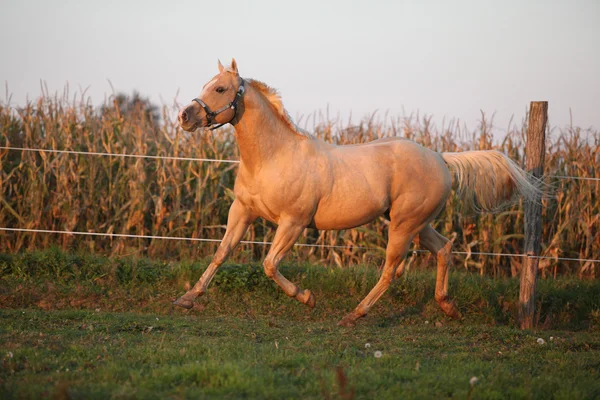 Joli cheval de quart palomino au coucher du soleil — Photo