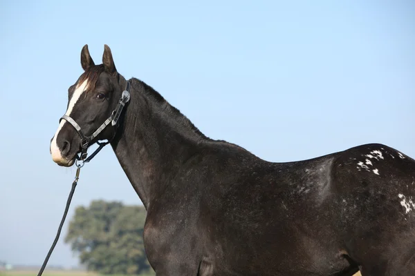 Yegua appaloosa negra con halter occidental — Foto de Stock