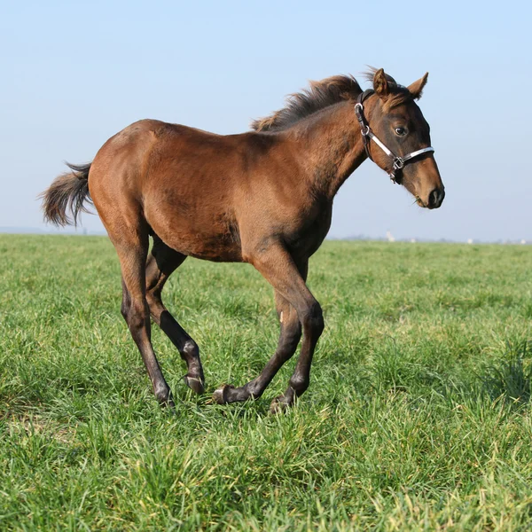 Brown foal running in freedom — Stock Photo, Image