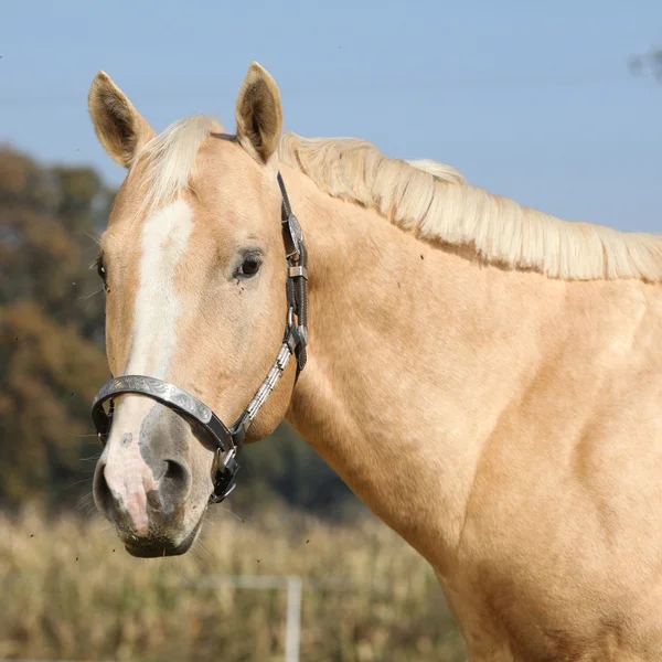 Pěkný palomino horse při pohledu na vás — Stock fotografie
