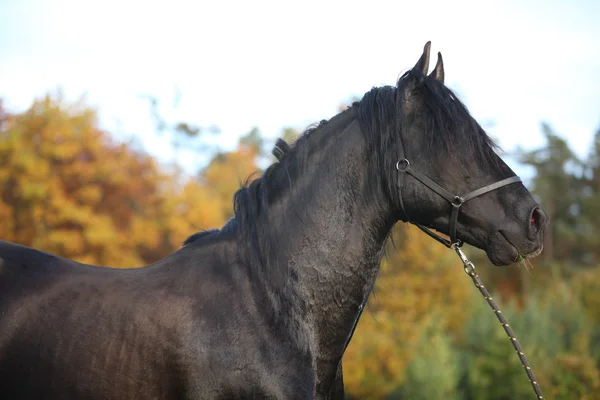 Bonito semental andaluz con melena larga — Foto de Stock