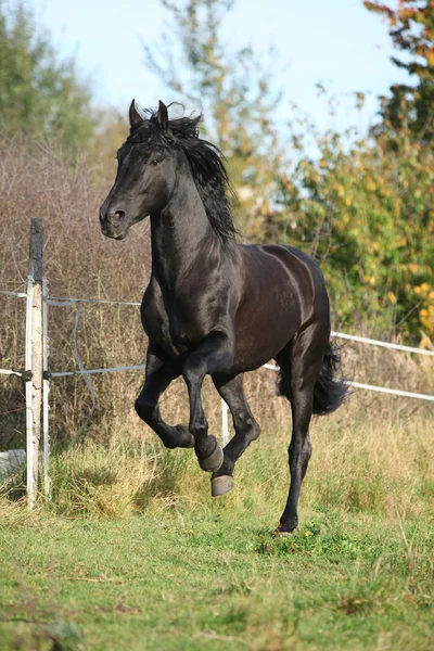 Prachtschwarzer Hengst läuft im Herbst — Stockfoto