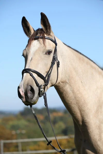 Retrato de cavalo Kinsky agradável com freio no outono — Fotografia de Stock