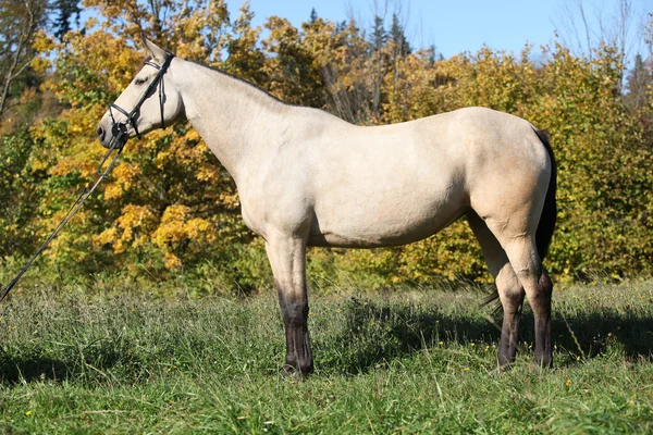 Porträt eines netten Kinsky-Pferdes mit Zaumzeug im Herbst — Stockfoto