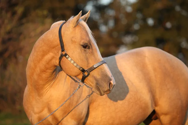 Joli cheval palomino au coucher du soleil — Photo