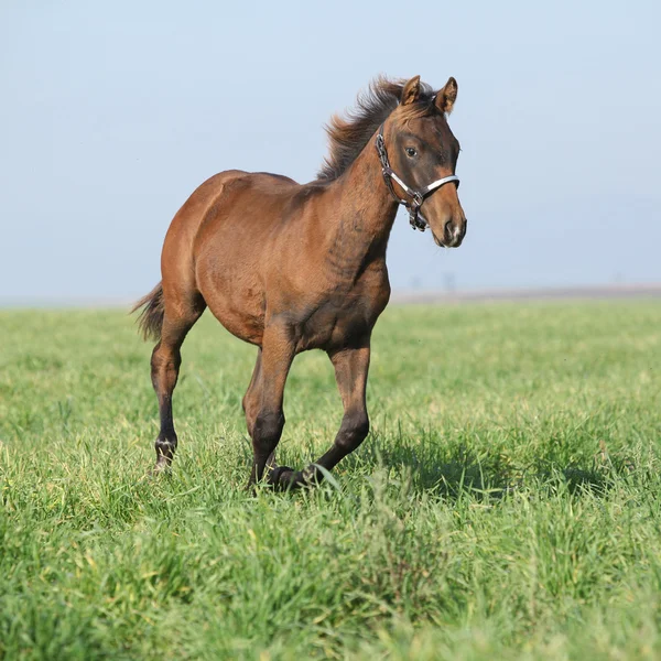 Brown foal running in freedom — Stock Photo, Image