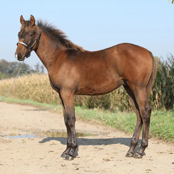 Mooi veulen met westerse halster — Stockfoto