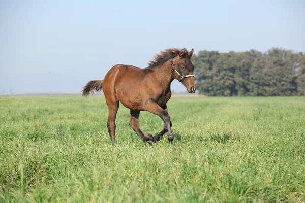 Brown foal running in freedom — Stock Photo, Image