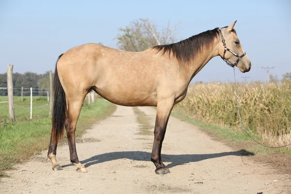 Симпатичная лошадь-паломино — стоковое фото