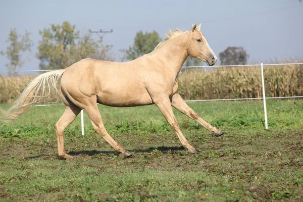 Palomino quarter horse running on pasturage — Stock Photo, Image