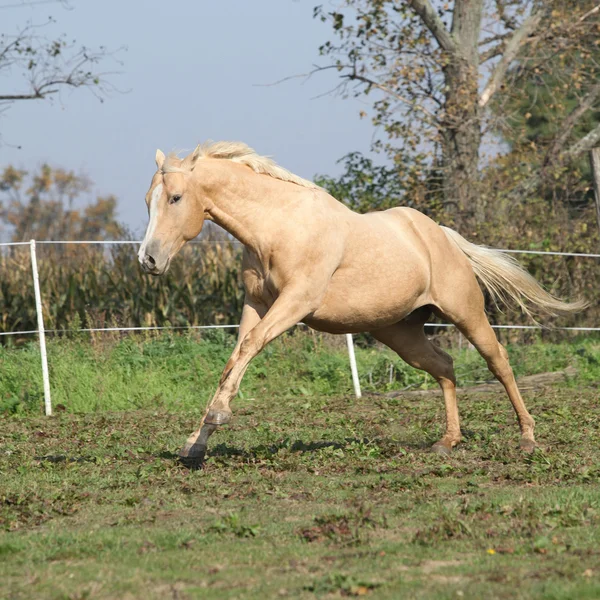 Angry palomino horse attacking — Stock Photo, Image