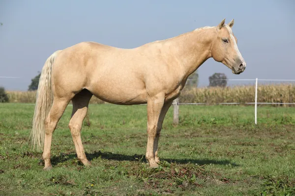 Pěkný palomino horse — Stock fotografie