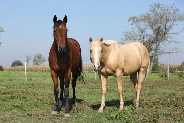 Коричневые и паломино лошади смотрят на тебя — стоковое фото