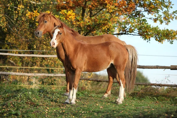 Sonbahar otlak üzerinde iki ponnies — Stok fotoğraf