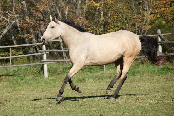 Belo cavalo palomino correndo em pastagem no outono — Fotografia de Stock