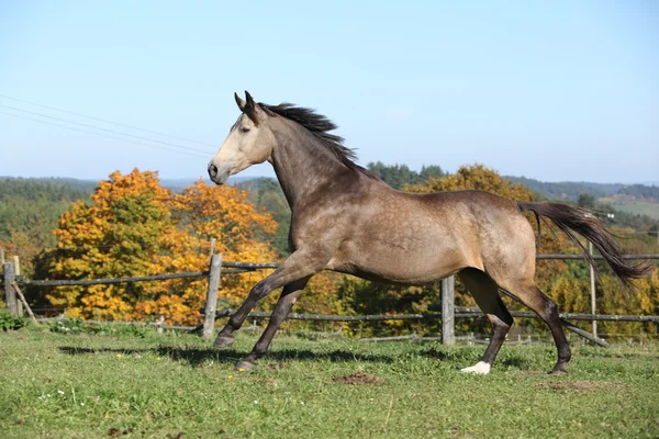 Krásný kůň běží na pastvin na podzim — Stock fotografie