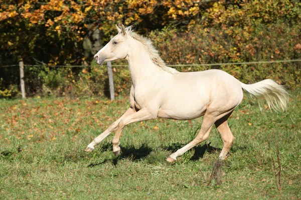 Nice palomino foal running in autumn — Stock Photo, Image