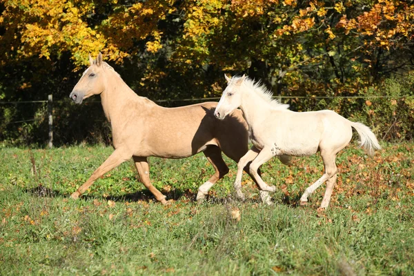 Mooi palomino mare withfoal uitgevoerd in de herfst — Stockfoto