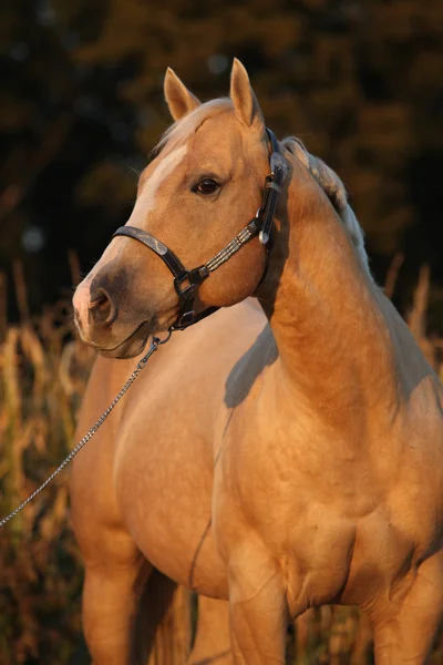 Trevlig palomino häst i solnedgången — Stockfoto