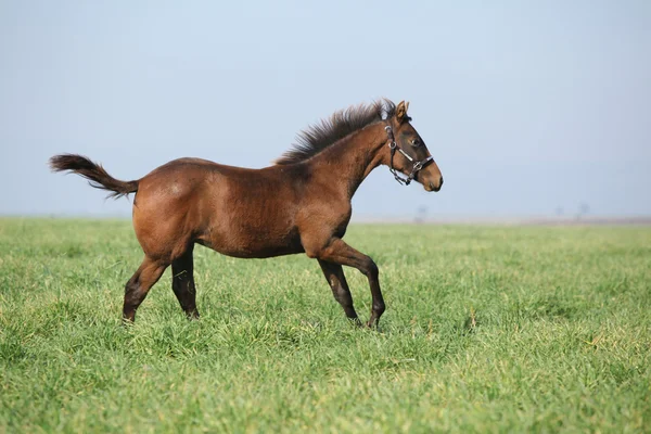 自由で実行されている茶色の子馬 — ストック写真