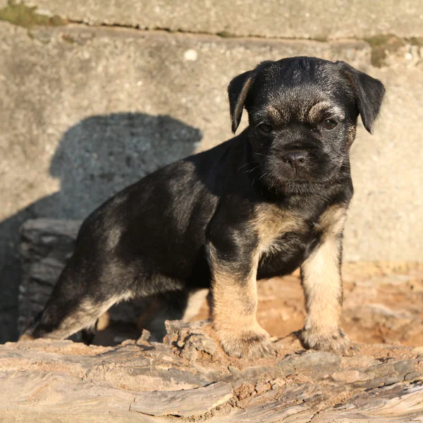 Nice border terrier puppy — Stock Photo, Image