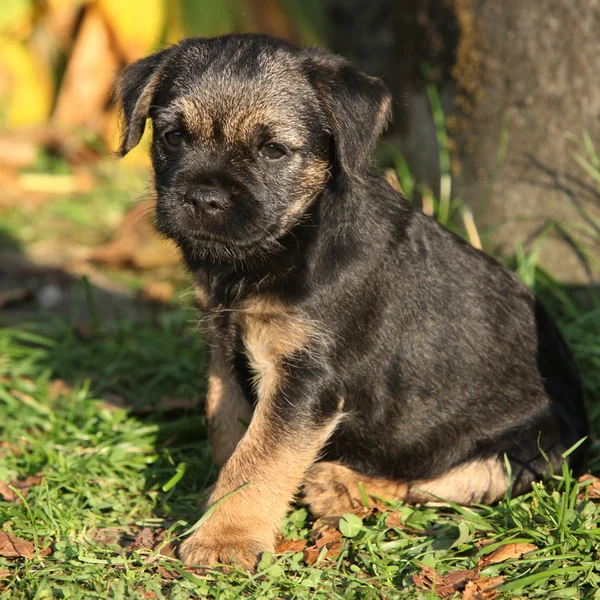 Bonito cachorro terrier fronteira — Fotografia de Stock