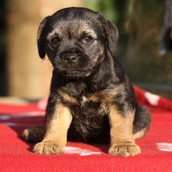 Schöner Border Terrier Welpe — Stockfoto