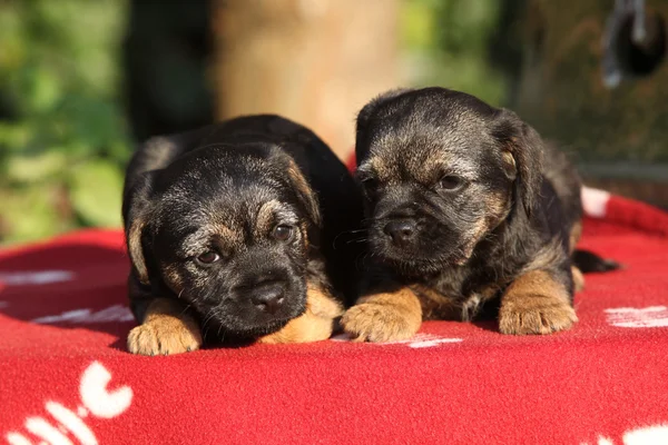 Два очаровательных щенка лежат на одеяле — стоковое фото