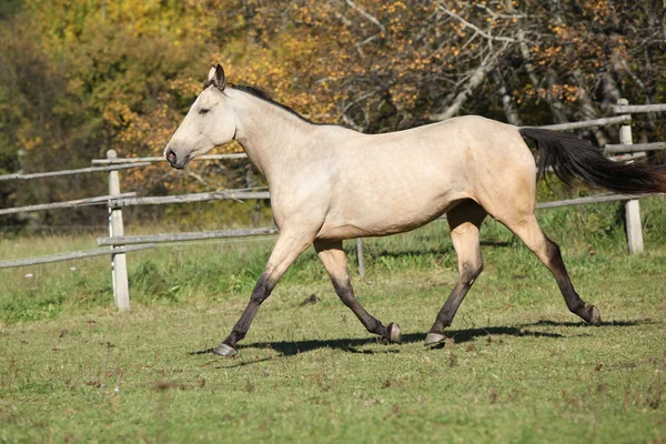 Красивая лошадь-паломино бежит на пастбище осенью — стоковое фото