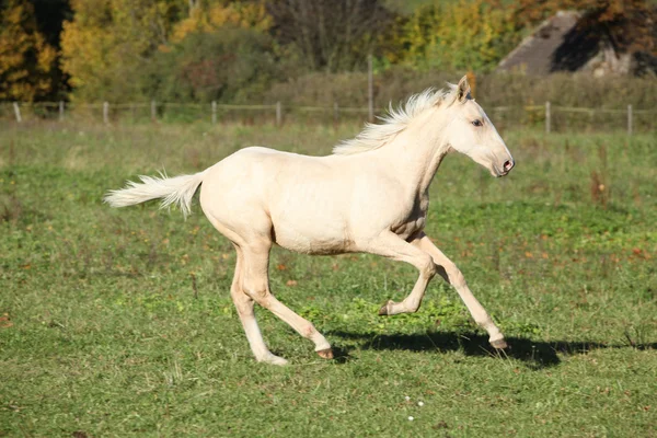 秋に実行されている素敵なパロミノ子馬 — ストック写真
