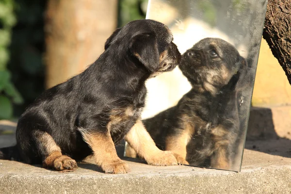 Gorgeous puppy looking on itself in the mirror — Stock Photo, Image