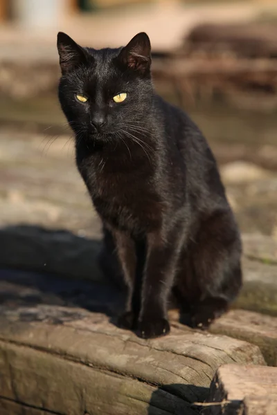 Oturan güzel siyah kedi — Stok fotoğraf