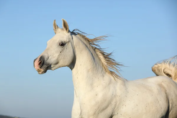 Magnifique cheval arabe qui court sur les pâturages d'automne — Photo